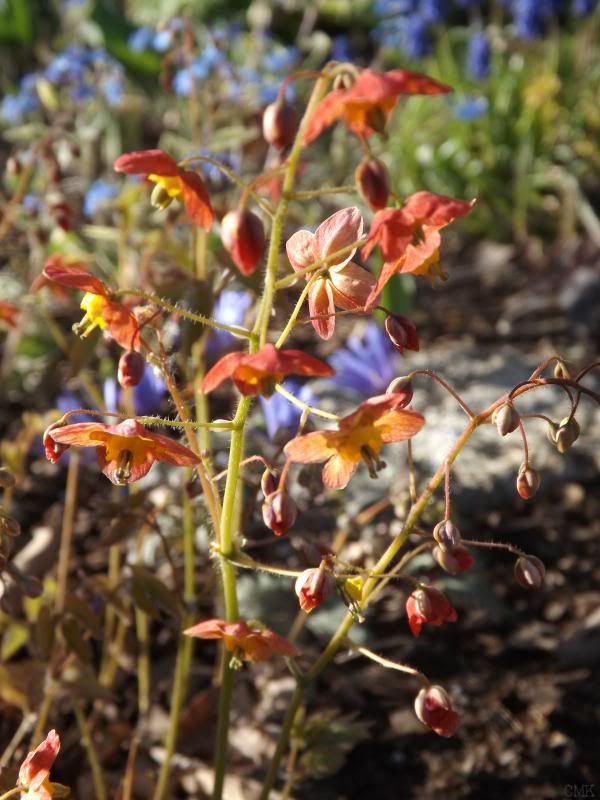  photo epiwarl_zps64444db2.jpg